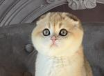Scottish Fold Fem Litter C - Scottish Fold Kitten For Sale - Chesnee&comma; SC&comma; US