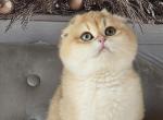 Scottish Fold Female Litter C - Scottish Fold Kitten For Sale - Chesnee&comma; SC&comma; US