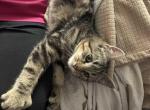 Danny Boy polydactyl tabby - Polydactyl Kitten For Sale - WI&comma; US