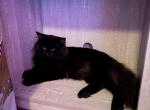 salem - Domestic Kitten For Adoption - Punta Gorda&comma; FL&comma; US