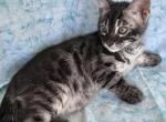 Moonlight Lady litter - Bengal Kitten For Sale - Sarasota&comma; FL&comma; US