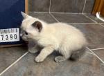 WHISKERS BLUE SIAMESE MANX - Siamese Kitten For Sale - Bryan&comma; TX&comma; US