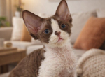 Devon Rex Chocolate with White - Devon Rex Kitten For Sale - Hollywood&comma; FL&comma; US