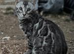 Spock - Bengal Kitten For Sale - CO&comma; US