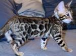 Cream Cheese - Bengal Kitten For Sale - CO&comma; US