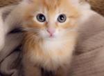 Fluffy kitty - Domestic Kitten For Sale - Vancouver&comma; WA&comma; US