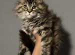 Torbie Female - Maine Coon Kitten For Sale - Waynesboro&comma; PA&comma; US