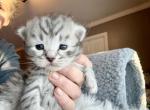 Tinsel from Holiday Litter - Siberian Kitten For Sale - Belchertown&comma; MA&comma; US