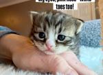 Cocoa as in Hot Chocolate from Holiday Litter - Siberian Kitten For Sale - Belchertown&comma; MA&comma; US