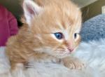 Ginger short for Gingerbread from Holiday Litter - Siberian Kitten For Sale - Belchertown&comma; MA&comma; US