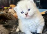 Litter of Seven available Feb - Siberian Kitten For Sale - Belchertown&comma; MA&comma; US