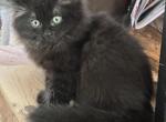 Black Velvet - Munchkin Kitten For Sale - Brookings&comma; OR&comma; US