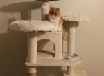 No name - Persian Kitten For Sale - Conroe&comma; TX&comma; US