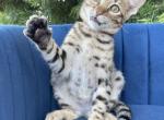 Hunter - Savannah Kitten For Sale - Bradenton&comma; FL&comma; US