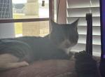 Lambert - Domestic Cat For Adoption - La Grange&comma; NC&comma; US