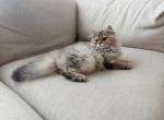 Rexie - Scottish Straight Kitten For Sale - Key West&comma; FL&comma; US