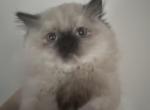Nola - Himalayan Kitten For Sale - Dover&comma; NH&comma; US