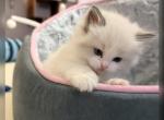 Freyas Babies Available Seal Point Bicolor - Ragdoll Kitten For Sale - Spokane&comma; WA&comma; US