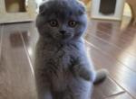Pebble - Scottish Fold Kitten For Sale - Houston&comma; TX&comma; US