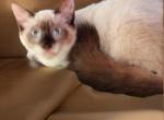 Sealpoint Himi Boy - Himalayan Cat For Sale - 