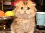 Scottish Fold and Straight Kittens - Scottish Fold Kitten For Sale - Elmwood Park&comma; IL&comma; US