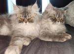 Omar and Bubs - Persian Cat For Adoption - Las Vegas&comma; NV&comma; US