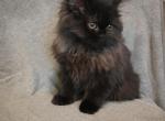 Sky - Persian Kitten For Adoption - Orlando&comma; FL&comma; US