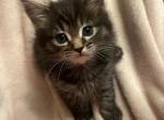 Daisy - Siberian Kitten For Sale - Vacaville&comma; CA&comma; US