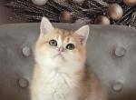 Scottish Straight Male 2 Litter D - Scottish Straight Kitten For Sale - Chesnee&comma; SC&comma; US