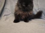 Skylight - Persian Kitten For Sale - Orlando&comma; FL&comma; US