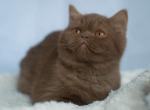 Nyusha - British Shorthair Kitten For Sale - Jacksonville&comma; FL&comma; US