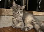 Izzy - Domestic Cat For Adoption - Kennesaw&comma; GA&comma; US