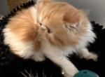 Persian red and white kitten - Persian Kitten For Sale - Palm Coast&comma; FL&comma; US