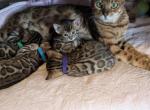 Rosemary - Bengal Kitten For Sale - Holmes&comma; NY&comma; US