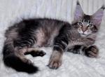 Simon - Maine Coon Kitten For Sale - Old Bridge&comma; NJ&comma; US