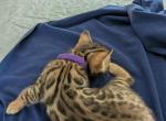 Lavender - Bengal Kitten For Sale - Holmes&comma; NY&comma; US