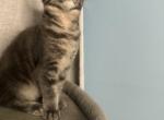 Sam - Maine Coon Kitten For Sale - Wilmington&comma; DE&comma; US