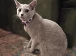 Priscilla - Russian Blue Kitten For Sale - Pasadena&comma; CA&comma; US