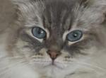 Siberian - Siberian Cat For Adoption - Bloomfield Hills&comma; MI&comma; US