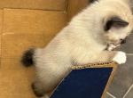 SNOWSHOE GIRL WHISKERS - Siamese Kitten For Sale - Bryan&comma; TX&comma; US