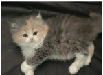 Tina - Persian Kitten For Sale - Fulshear&comma; TX&comma; US