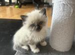 teddy bear - Siberian Kitten For Sale - Sharon&comma; MA&comma; US