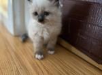 Derpy also affectionately known as twinkle toes - Siberian Kitten For Sale - Sharon&comma; MA&comma; US