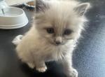 chutku - Siberian Kitten For Sale - Sharon&comma; MA&comma; US