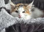 Rare Calico maine coon female - Maine Coon Kitten For Sale - Easton&comma; PA&comma; US