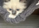 mini donut - Siberian Kitten For Sale - Sharon&comma; MA&comma; US