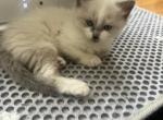 Kuchhu - Siberian Kitten For Sale - Sharon&comma; MA&comma; US