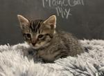Tabby Maine coon mix - Domestic Kitten For Sale - Leominster&comma; MA&comma; US
