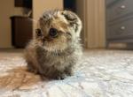 Munchkin enoki - Munchkin Kitten For Sale - San Marcos&comma; CA&comma; US