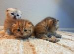 The flower litter - Scottish Fold Kitten For Sale - San Marcos&comma; CA&comma; US